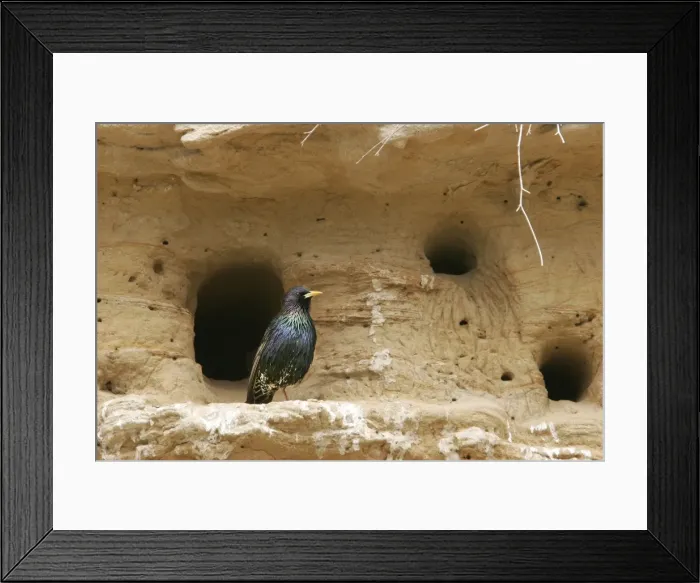 Framed Print : Starling - by nest holes. Bulgaria