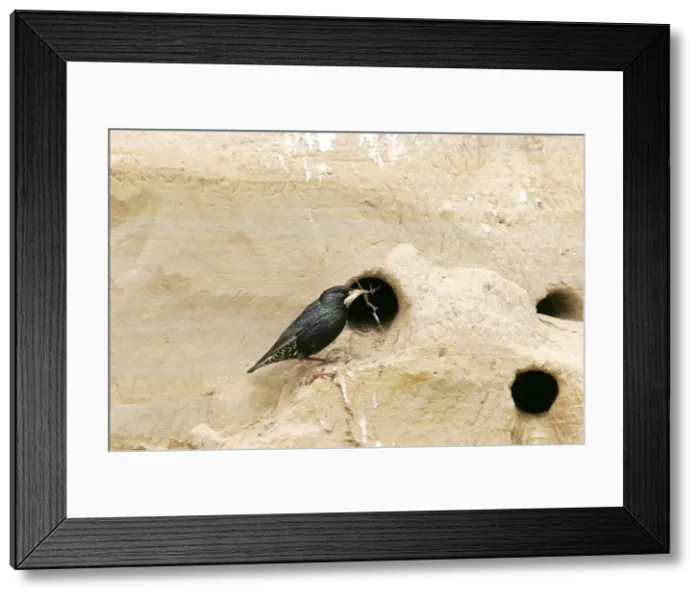Framed Print : Starling - by nest holes. Bulgaria Framed Print : Starling - by nest holes. Bulgaria