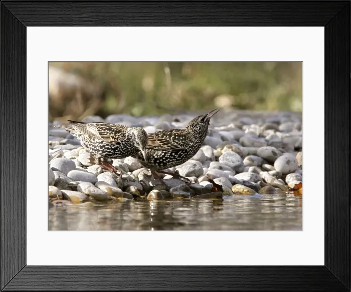 Framed Print : Starling - two by water. Bulgaria Framed Print : Starling - two by water. Bulgaria