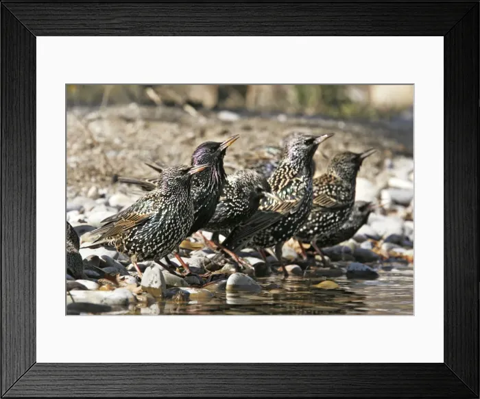 Framed Print : Starling - group by water. Bulgaria Framed Print : Starling - group by water. Bulgaria