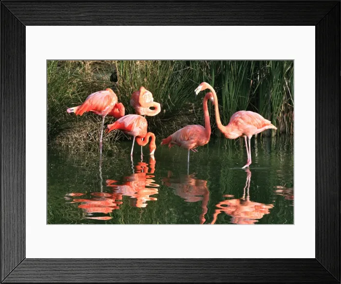 Framed Print : Chilean Flamingo - group in water Framed Print : Chilean Flamingo - group in water