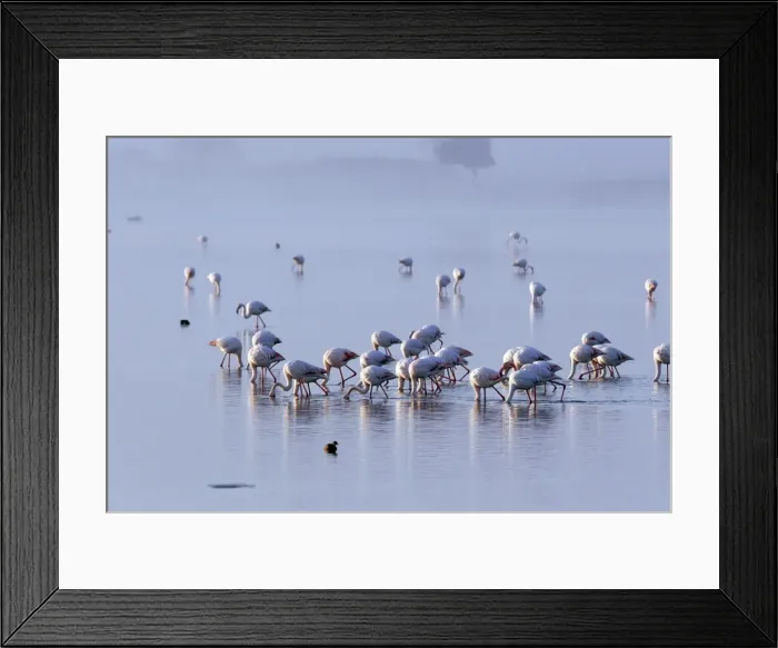 Framed Print : Greater Flamingo - in water feeding. El Rocio, Coto Donana National park, Spain Framed Print : Greater Flamingo - in water feeding. El Rocio, Coto Donana National park, Spain