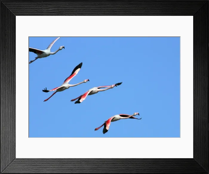 Framed Print : Greater Flamingo - in flight. El Rocio - Coto Donana National Park - Spain Framed Print : Greater Flamingo - in flight. El Rocio - Coto Donana National Park - Spain