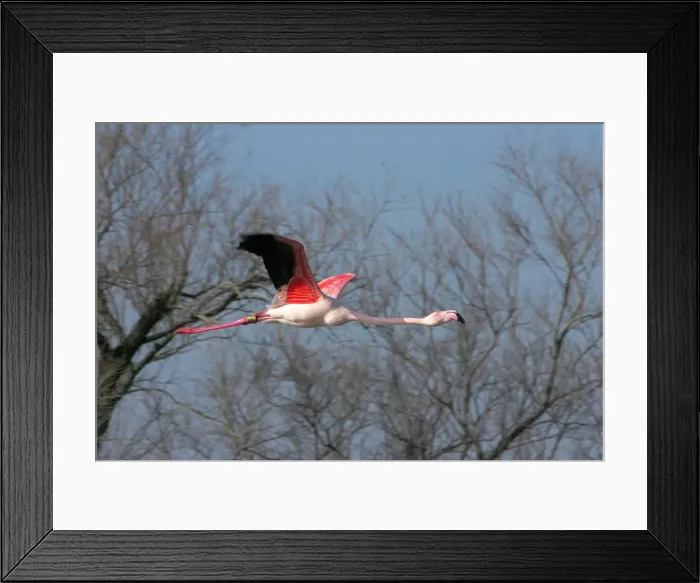Framed Print : Greater Flamingo - in flight. El Rocio - Coto Donana National Park - Spain