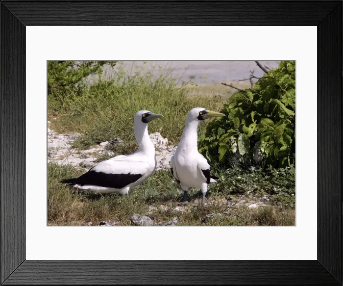 Framed Print : Masked Booby - Atol de Cosmoledo, Seychelles, Indian Ocean Framed Print : Masked Booby - Atol de Cosmoledo, Seychelles, Indian Ocean