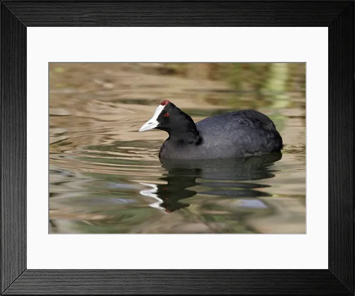 Framed Print : Red-knobbed Coot. El Rocio - Coto Donana National Park - Spain Framed Print : Red-knobbed Coot. El Rocio - Coto Donana National Park - Spain