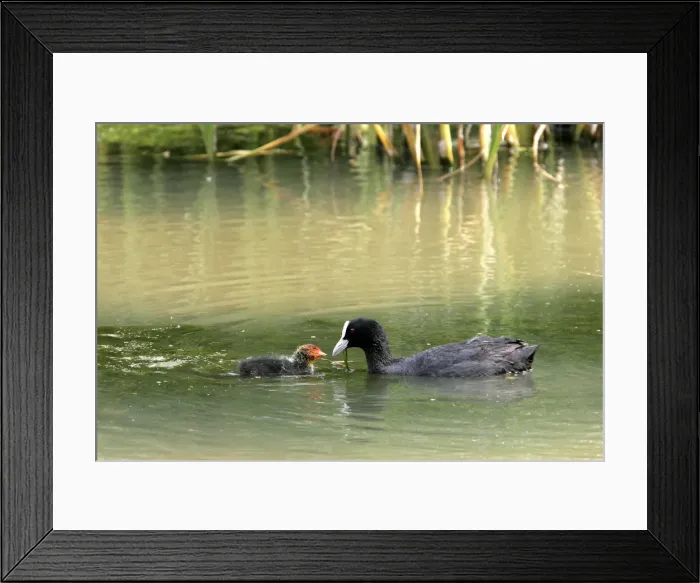 Framed Print : Coot - adult with chick. Nature reserve of Aiguamols - Spain Framed Print : Coot - adult with chick. Nature reserve of Aiguamols - Spain