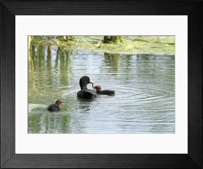 Framed Print : Coot - adult with chick. Nature reserve of Aiguamols - Spain Framed Print : Coot - adult with chick. Nature reserve of Aiguamols - Spain