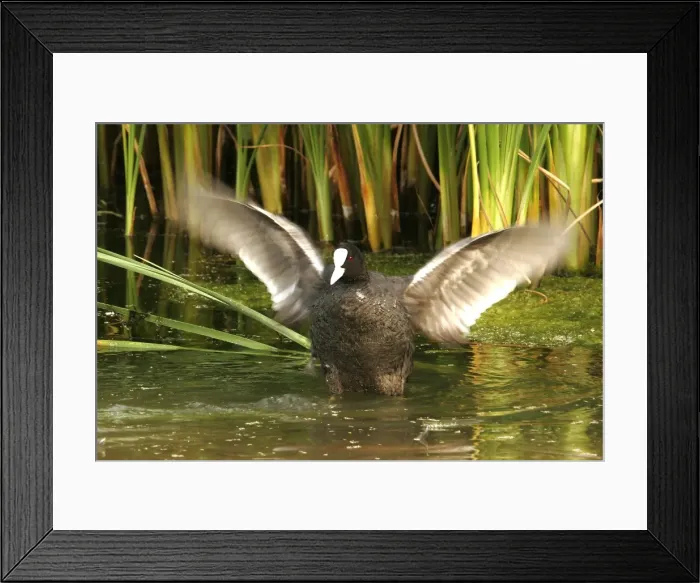 Framed Print : Coot - flapping wings. Nature reserve of Aiguamols - Spain Framed Print : Coot - flapping wings. Nature reserve of Aiguamols - Spain