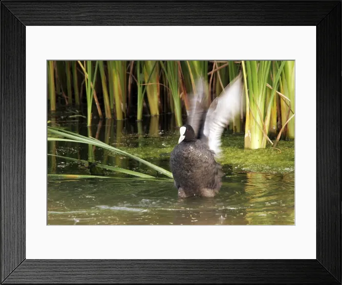 Framed Print : Coot - flapping wings. Nature reserve of Aiguamols - Spain Framed Print : Coot - flapping wings. Nature reserve of Aiguamols - Spain