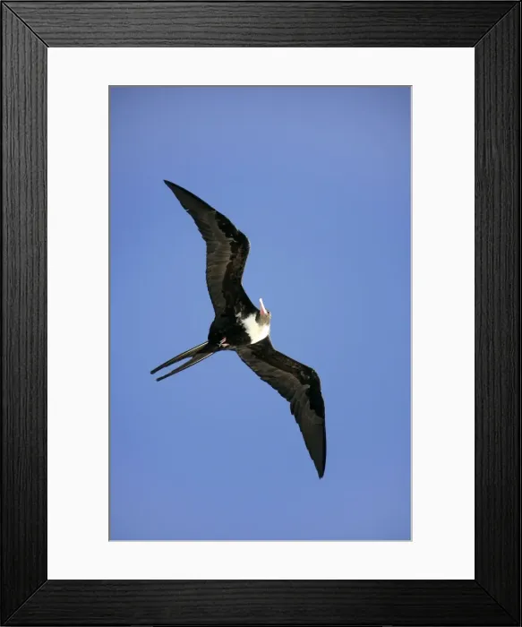 Framed Print : Lesser Frigatebird - in flight. Cosmoledo Atoll, Seychelles, Indian Ocean Framed Print : Lesser Frigatebird - in flight. Cosmoledo Atoll, Seychelles, Indian Ocean