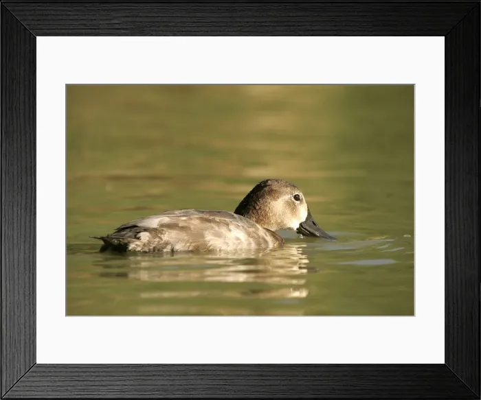 Framed Print : Pochard. Camargue, Provence, PACA, France Framed Print : Pochard. Camargue, Provence, PACA, France