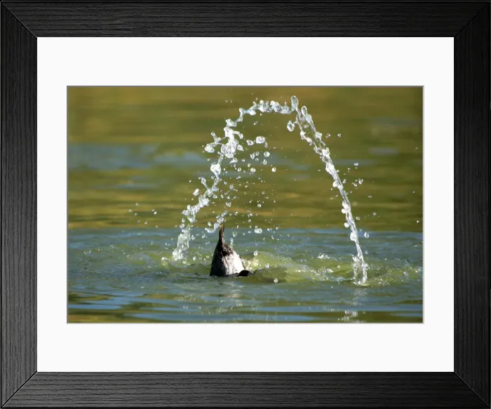 Framed Print : Pochard - dabbling. Camargue - Provence - PACA - France Framed Print : Pochard - dabbling. Camargue - Provence - PACA - France