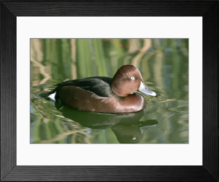 Framed Print : Ferruginous Duck - male. Coto Donana National Park -Spain. Latin also Aythya nyroca
