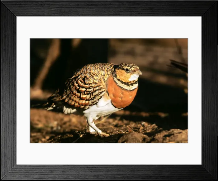 Framed Print : Pin-tailed Sandgrouse - female. Coto Donana National Park - Spain