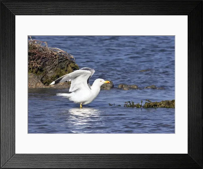 Framed Print : Yellow-legged Gull. Camargue - PACA - France Framed Print : Yellow-legged Gull. Camargue - PACA - France
