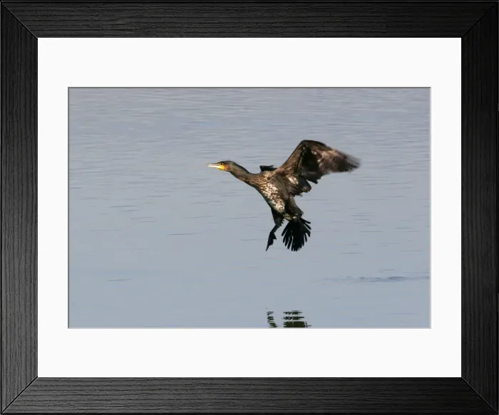 Framed Print : Cormorants - landing. Coto Donana National Park - Spain Framed Print : Cormorants - landing. Coto Donana National Park - Spain