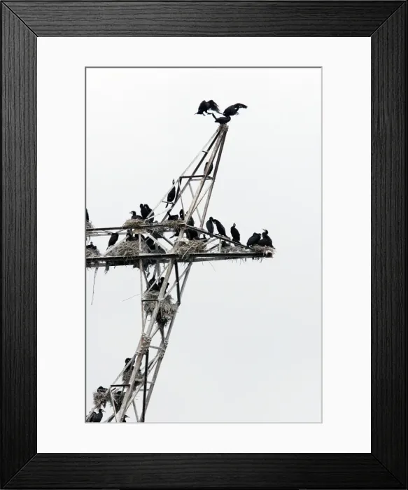 Framed Print : Cormorants - nesting on telegraph poles / pylons. Varna - Bulgaria Framed Print : Cormorants - nesting on telegraph poles / pylons. Varna - Bulgaria