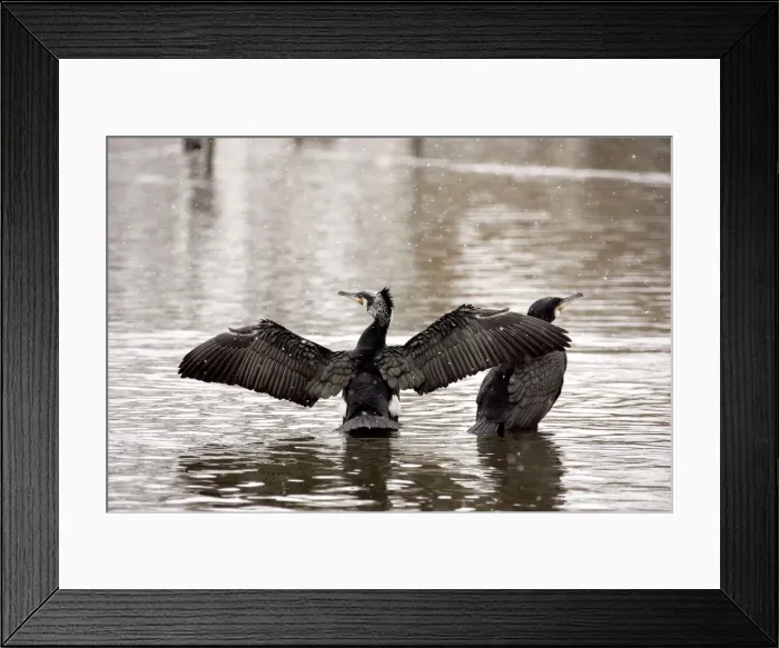 Framed Print : Cormorants - in spring. Dombes - Ain - Rhone-Alpes - France Framed Print : Cormorants - in spring. Dombes - Ain - Rhone-Alpes - France