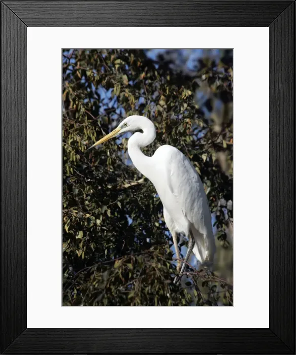Framed Print : Great White Egret. Dombes - Ain - Rhone-Alpes - France Framed Print : Great White Egret. Dombes - Ain - Rhone-Alpes - France