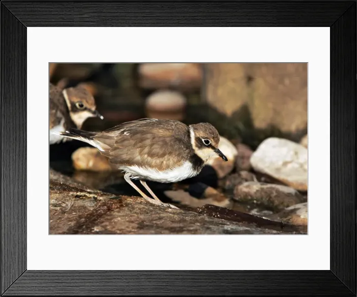 Framed Print : Kentish Plover - in winter. Coto Donana National Park - Spain Framed Print : Kentish Plover - in winter. Coto Donana National Park - Spain