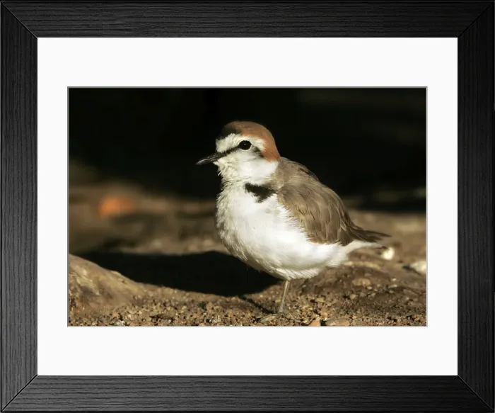 Framed Print : Kentish Plover - in winter. Coto Donana National Park - Spain