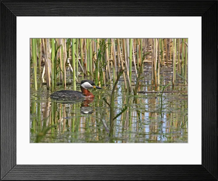 Framed Print : Red-necked Grebe. Bulgaria Framed Print : Red-necked Grebe. Bulgaria