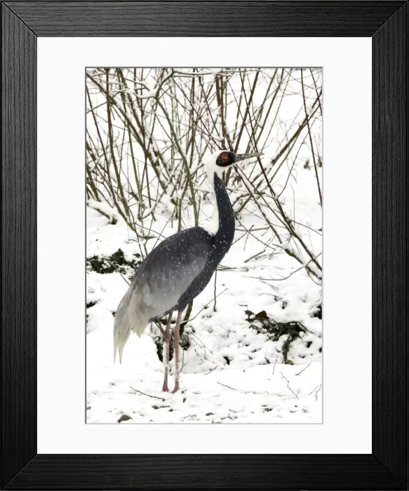 Framed Print : White-naped Crane - in snow. Captive Framed Print : White-naped Crane - in snow. Captive