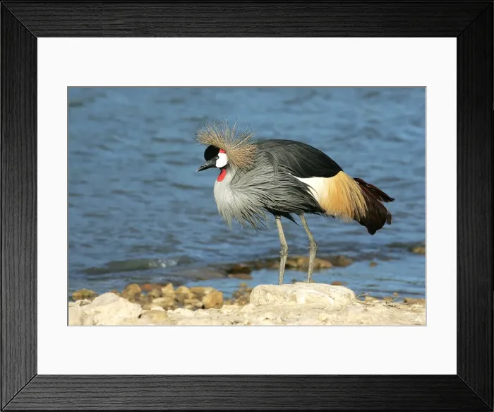 Framed Print : Black-crowned Crane. captive Framed Print : Black-crowned Crane. captive