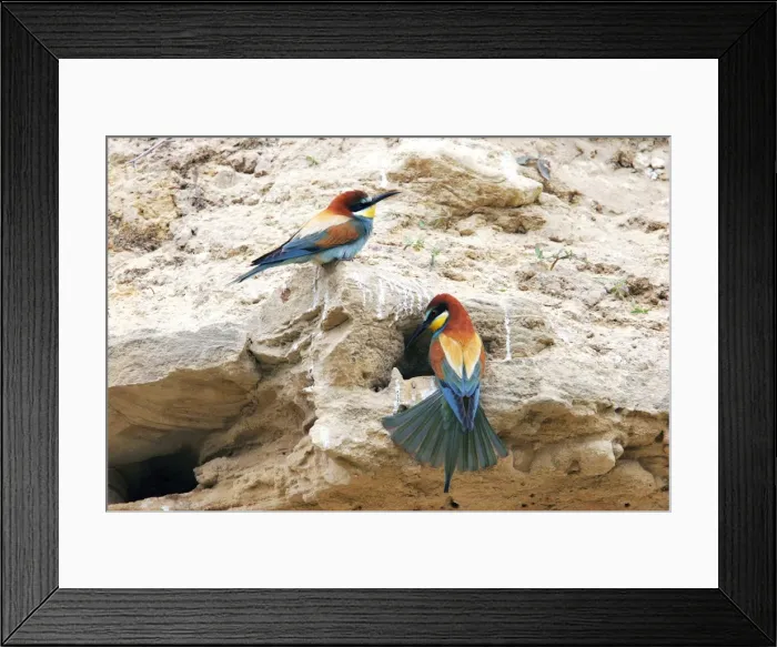 Framed Print : European Bee-eater - two. Bulgaria Framed Print : European Bee-eater - two. Bulgaria