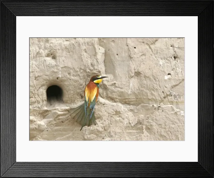 Framed Print : European Bee-eater - at nest. Bulgaria Framed Print : European Bee-eater - at nest. Bulgaria