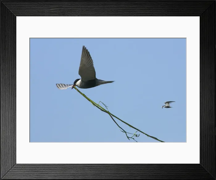 Framed Print : Whiskered Tern - in flight carrying nesting material. Bulgaria