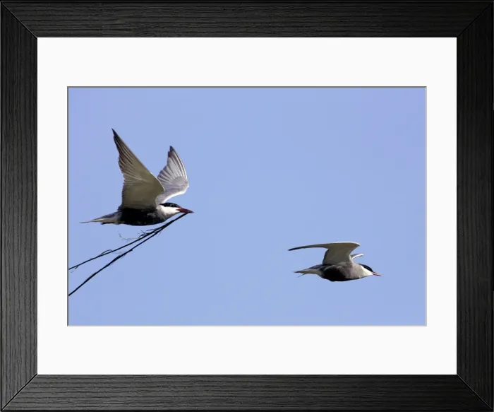 Framed Print : Whiskered Tern - in flight carrying nesting material. Bulgaria Framed Print : Whiskered Tern - in flight carrying nesting material. Bulgaria