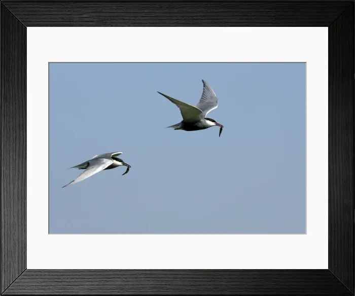 Framed Print : Whiskered Tern - in flight. Bulgaria