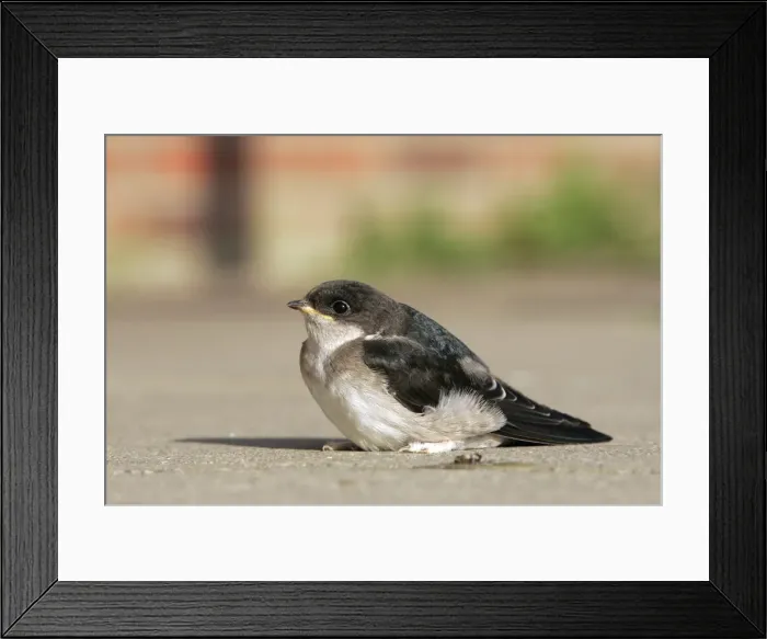 Framed Print : Common House Martin - juvenile. Husum, North Germany Framed Print : Common House Martin - juvenile. Husum, North Germany