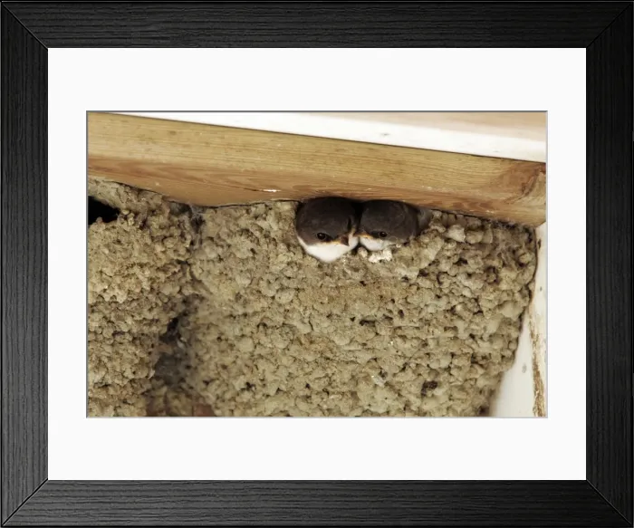 Framed Print : Common House Martin - two at nest. Husum - Germany Framed Print : Common House Martin - two at nest. Husum - Germany