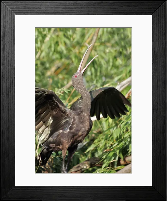 Framed Print : Puna Ibis - captive Framed Print : Puna Ibis - captive