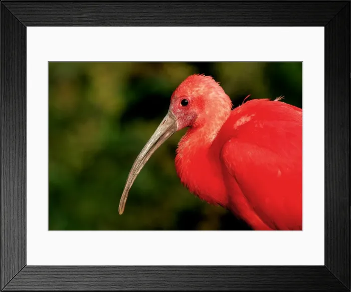 Framed Print : Scarlet Ibis - captive Framed Print : Scarlet Ibis - captive