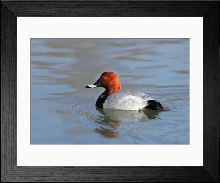 Framed Print : Common Pochard - male