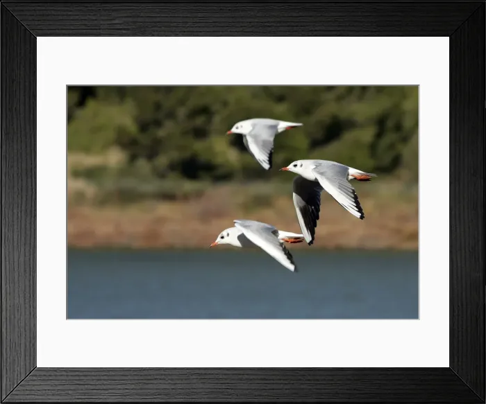 Framed Print : Black-headed Gull - in winter. Aiguamolls Nature Reserve - RAMSAR site - Spain Framed Print : Black-headed Gull - in winter. Aiguamolls Nature Reserve - RAMSAR site - Spain