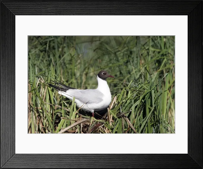 Framed Print : Black-headed Gull - Hungary Framed Print : Black-headed Gull - Hungary