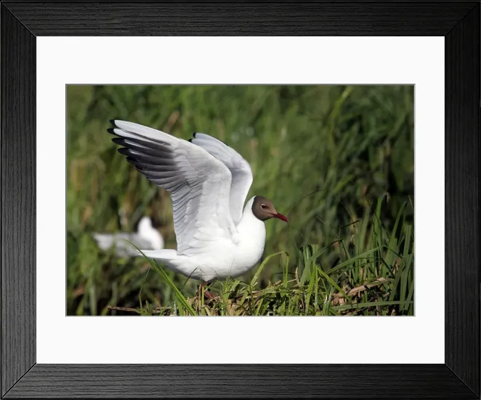 Framed Print : Black-headed Gull - Hungary Framed Print : Black-headed Gull - Hungary
