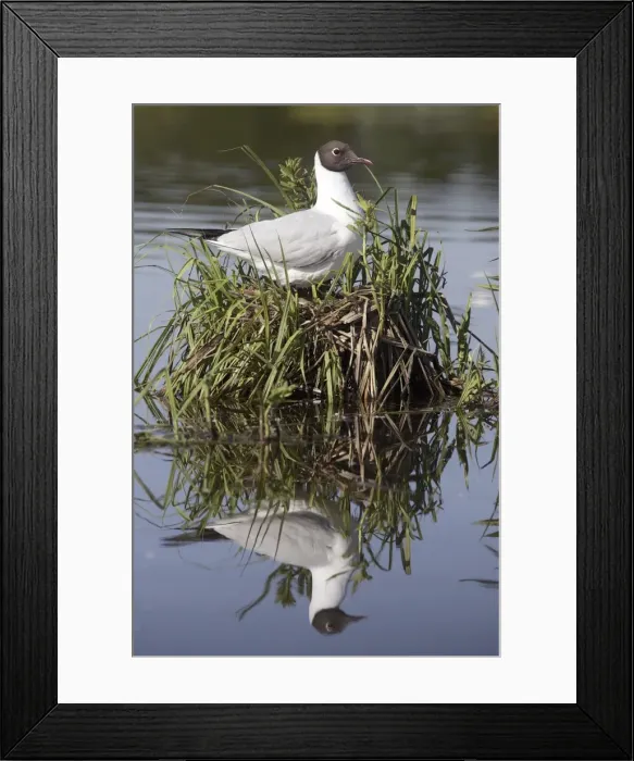 Framed Print : Black-headed Gull - at nest. Hungary Framed Print : Black-headed Gull - at nest. Hungary