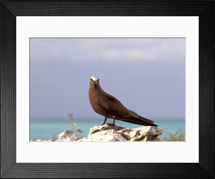 Framed Print : Brown Booby. Indian ocean - Ile du Lys, Iles Glorieuses, Iles Eparses Framed Print : Brown Booby. Indian ocean - Ile du Lys, Iles Glorieuses, Iles Eparses