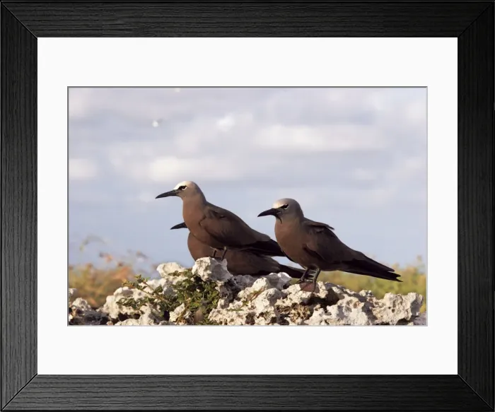 Framed Print : Brown Booby. Indian ocean - Ile du Lys, Iles Glorieuses, Iles Eparses