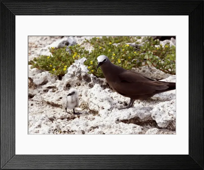 Framed Print : Brown Booby - adult with chick. Indian ocean - Ile du Lys - Iles Glorieuses - Iles Eparses