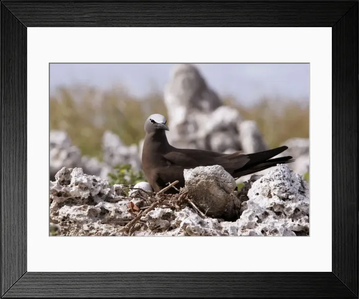 Framed Print : Brown Booby. Indian ocean - Ile du Lys - Iles Glorieuses - Iles Eparses Framed Print : Brown Booby. Indian ocean - Ile du Lys - Iles Glorieuses - Iles Eparses