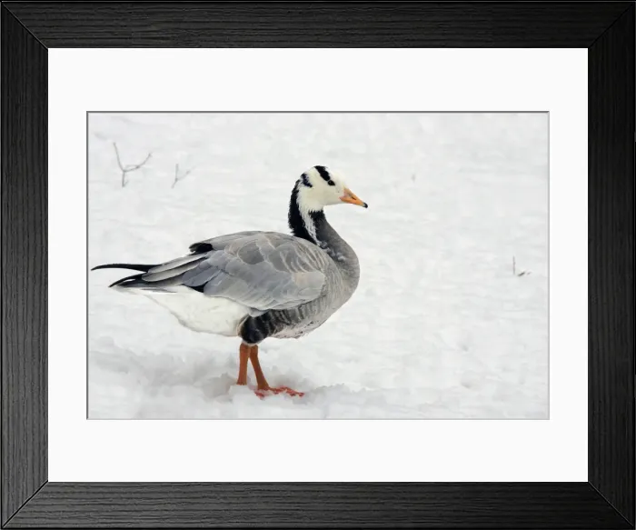 Framed Print : Goose - captive Framed Print : Goose - captive