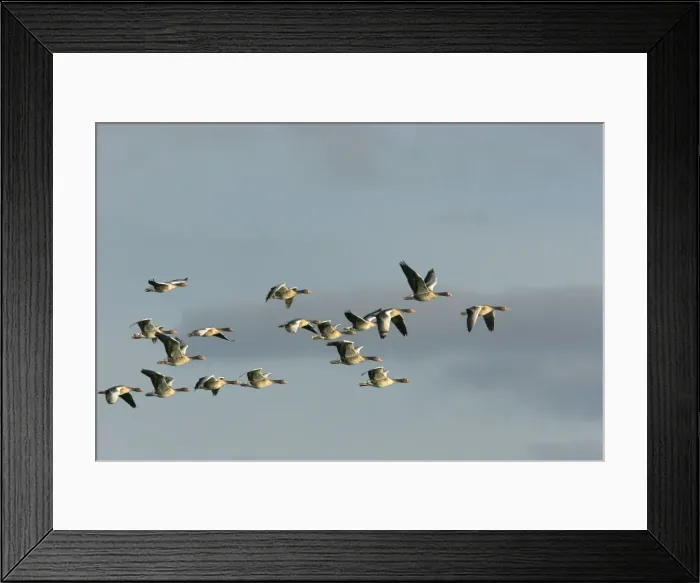 Framed Print : Greylag Goose - if flight in winter. Aiguamolls Nature Reserve - RAMSAR site - Spain Framed Print : Greylag Goose - if flight in winter. Aiguamolls Nature Reserve - RAMSAR site - Spain