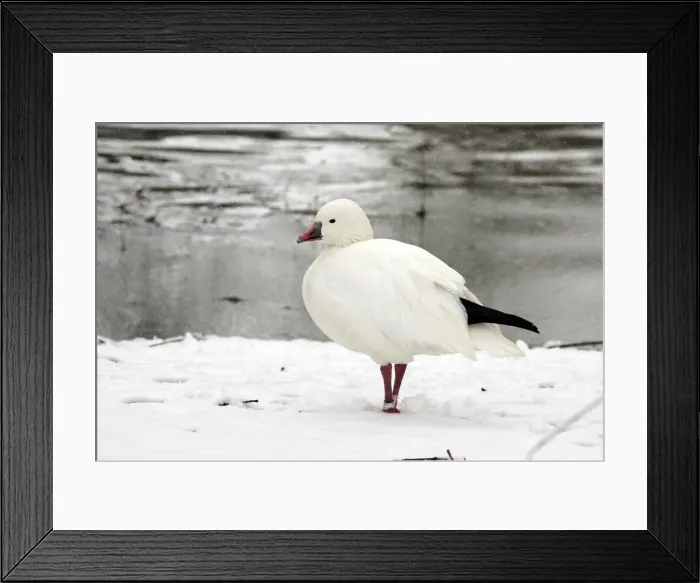 Framed Print : Ross's Goose - captive Framed Print : Ross's Goose - captive